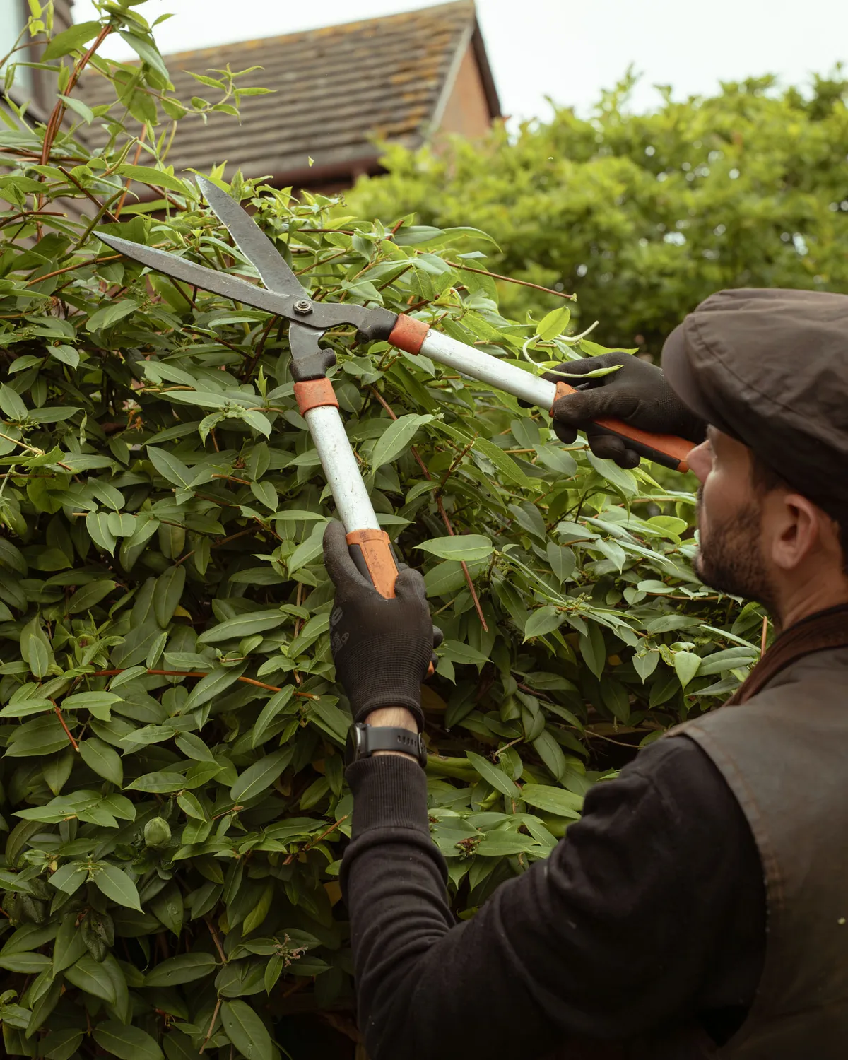 A Willow Alexander gardener cutting back an overgrown hedge with shears during a garden clearance.