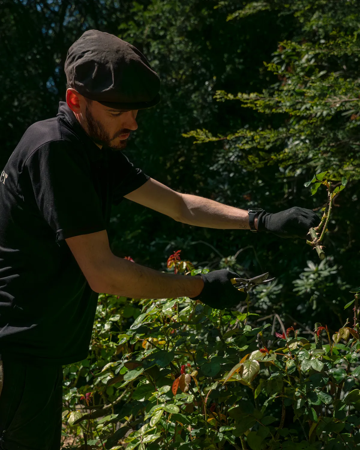 A Willow Alexander gardener pruning back an overgrown rose bush with secateurs during a full-day clearance.